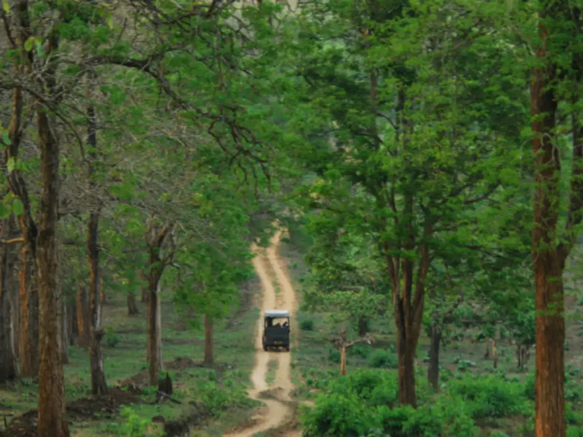 Jungle safari