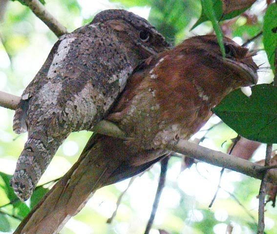Salim Ali Bird Sanctuary (Thattekad)